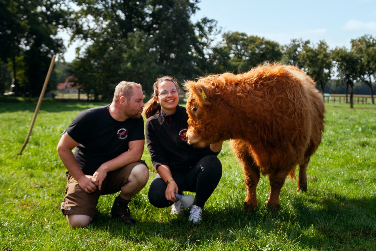 Angus-Rinder auf der Weide